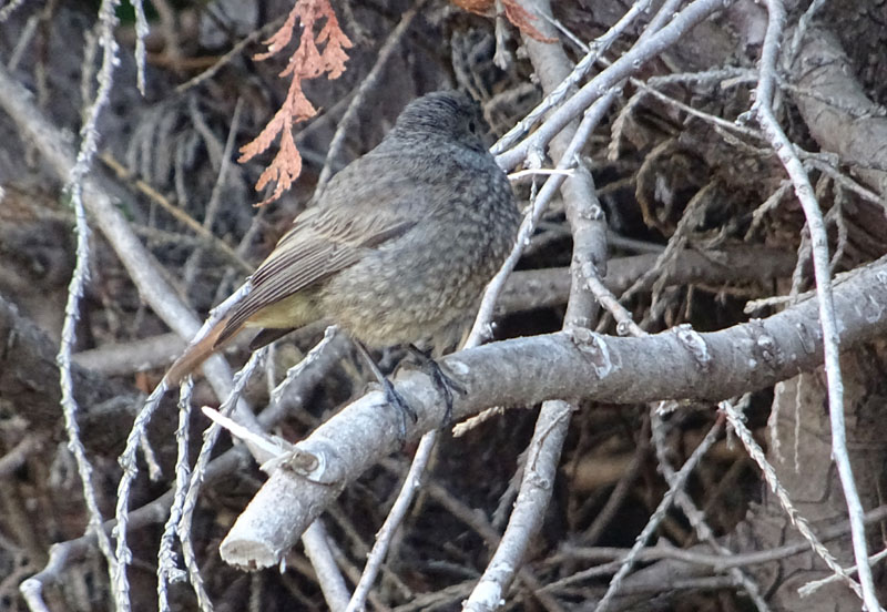 Phoenicurus ochruros - Muscicapidae